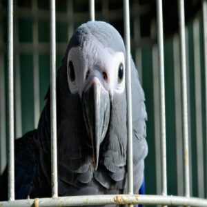 African Grey Parrot Trade