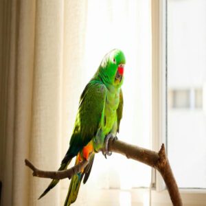 Allowing Birds to Air Dry