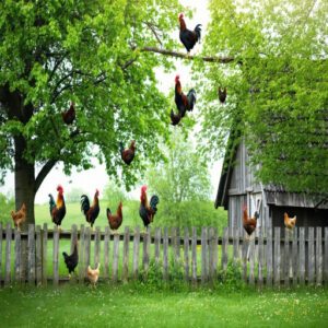 Altitude and Height of Chicken Flight