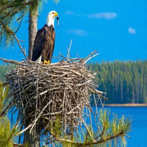 American Bald Eagles