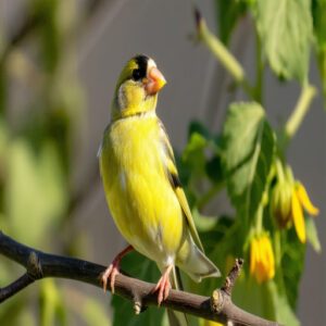 American Goldfinch