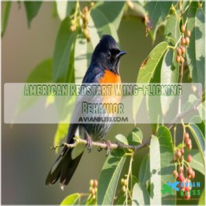 American Redstart Wing-Flicking Behavior