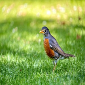 American Robin Description