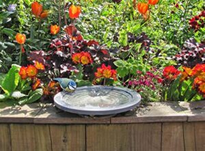 Aristotle Oasis Bird Bath &