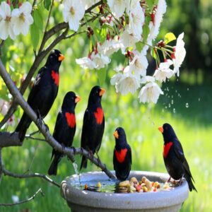 Attracting Black Birds With Red Chest