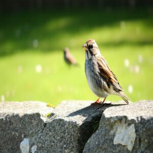 Average Lifespan of Sparrows in The Wild