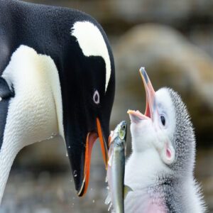 Baby Penguin Diet and Nutrition