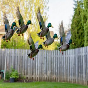 Backyard Ducks and Flight