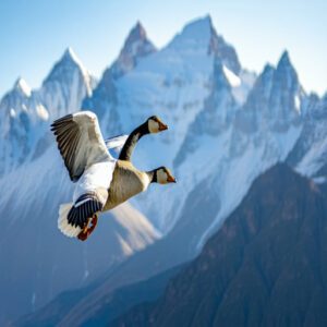 Bar-headed Goose at 29,000 Feet