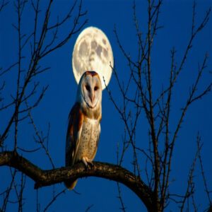 Barn Owl Screeching Calls and Warning Signs