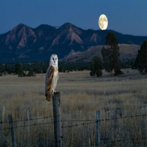 Barn Owl Sounds and Habitat