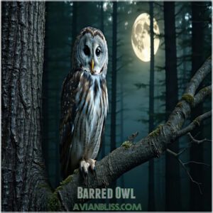 Barred Owl