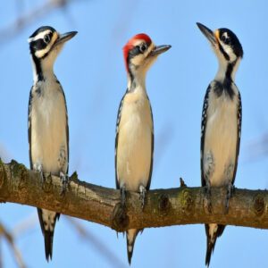 Beak Shapes and Sizes of Woodpeckers