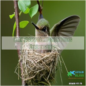 Beak Transformation in Young Hummingbirds