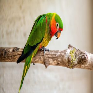 Beak Wiping Behavior