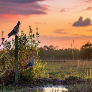 Behavior and Habitat