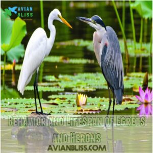 Behavior and Lifespan of Egrets and Herons