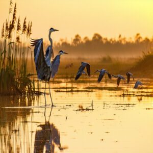 Behavioral Adaptations of Marsh Birds