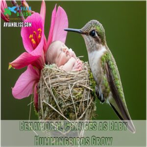 Behavioral Changes as Baby Hummingbirds Grow