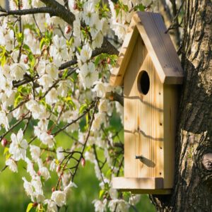 Benefits of Large Cedar Birdhouses