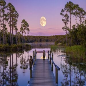 Best Owl Watching Spots in Florida