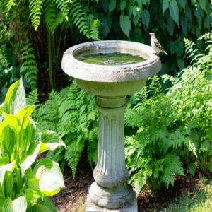 Bird Bath Placement