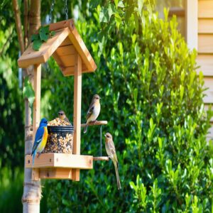 Bird Feeders for Attracting Birds