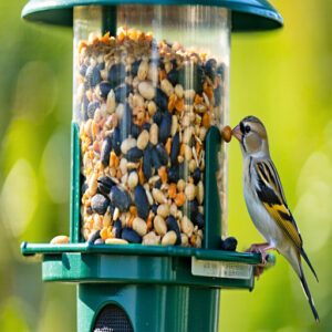 Bird-Friendly Alternatives to Salted Seeds