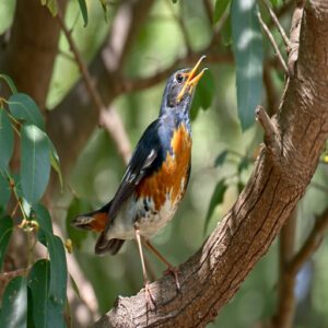 Bird Song Identification