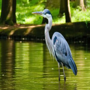 Birding Locations in Georgia