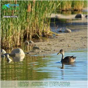 Birds Found in Wetlands