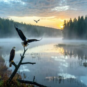 Birds of Prey in Pennsylvania