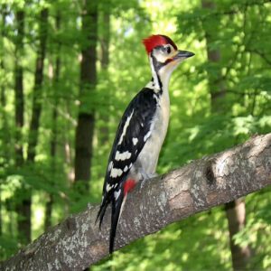 Birds With Black White Stripes