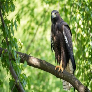 Black and White Hawk Species