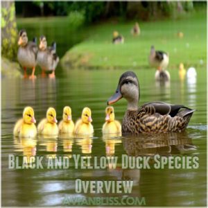 Black and Yellow Duck Species Overview