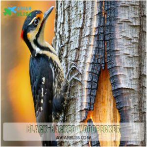 Black-Backed Woodpecker