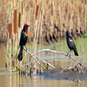 Black Birds in Ohio Habitats