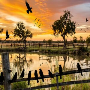 Black Birds in Texas by Season