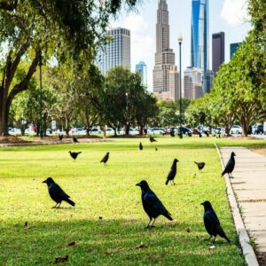 Black Birds in Texas Urban Areas