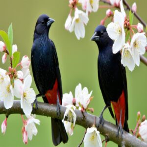 Black Birds With Red Belly