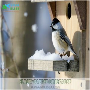 Black-capped Chickadee