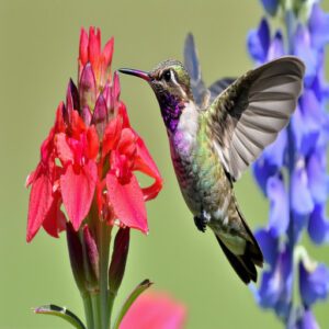 Black-Chinned Hummingbird