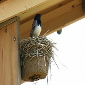 Black Phoebe and Its Habitat