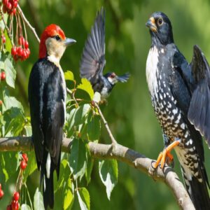 black red and white birds