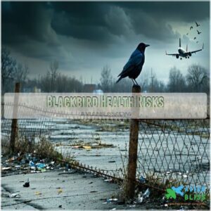 Blackbird Health Risks