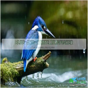 Blue-and-White Kingfisher