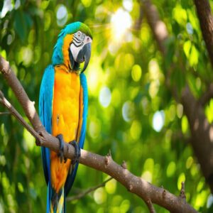 Blue-and-Yellow Macaw Vibrant Colors