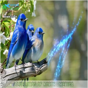 Blue Birds of North America