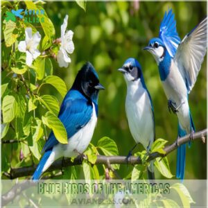 Blue Birds of The Americas