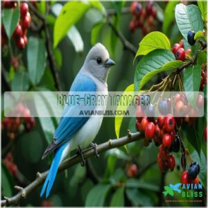 Blue-Gray Tanager